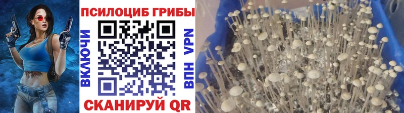 где продают   Княгинино  гидра tor  Галлюциногенные грибы ЛСД 